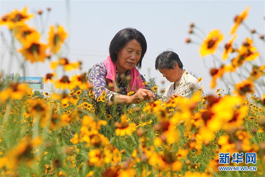 （经济）（1）河北邯郸：特色菊花种植铺就脱贫路